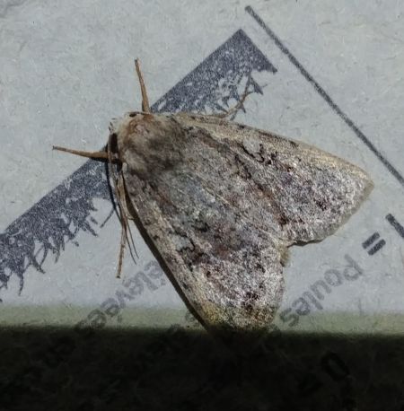 Apterogenum ypsillon 
