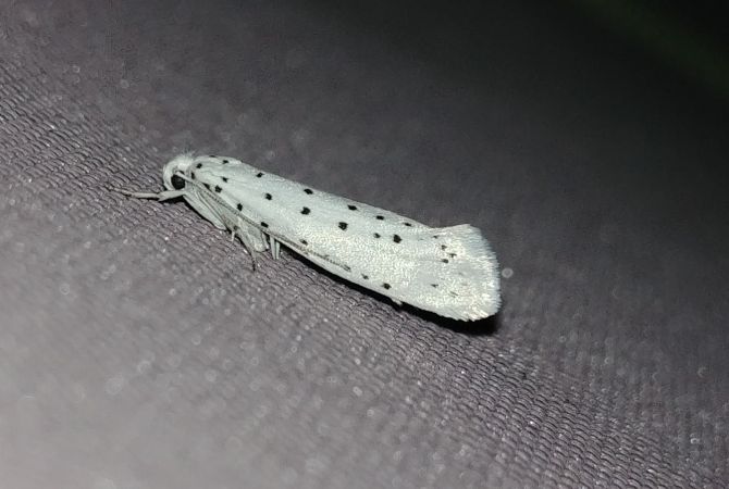 Yponomeuta sp. 