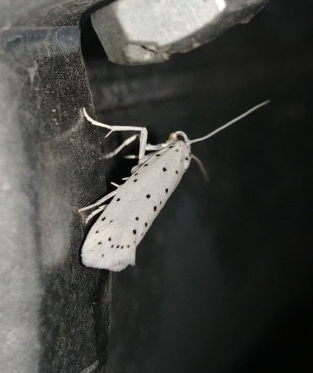 Yponomeuta sp. 
