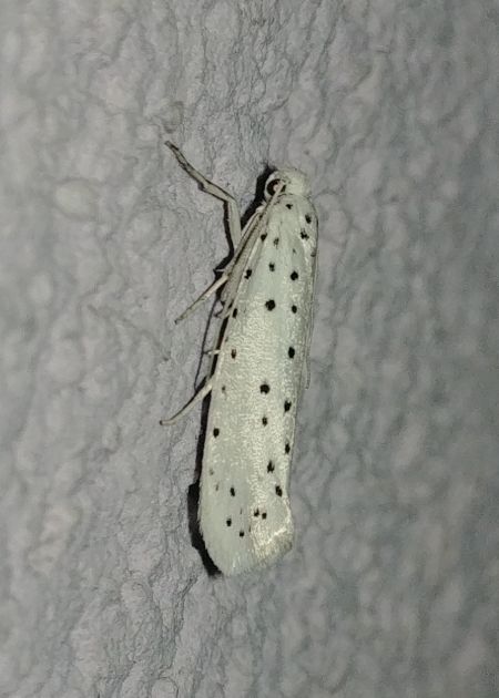Yponomeuta sp. 