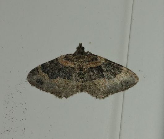Xanthorhoe ferrugata 