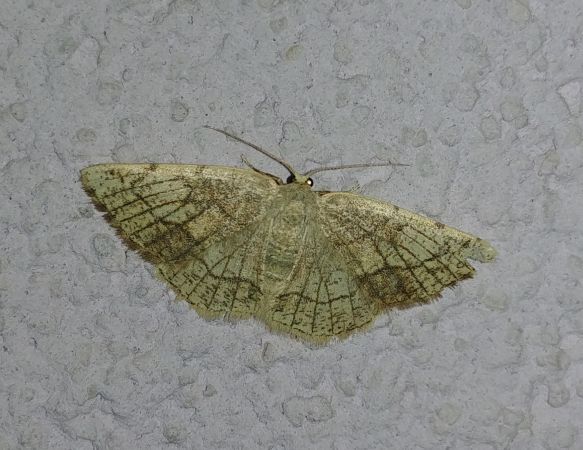 Stegania trimaculata 