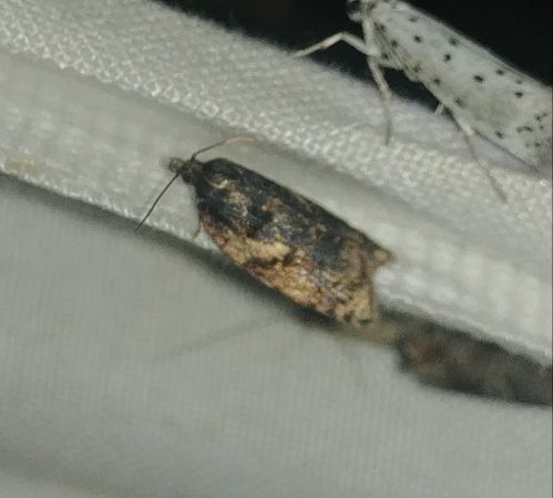 Acleris umbrana 