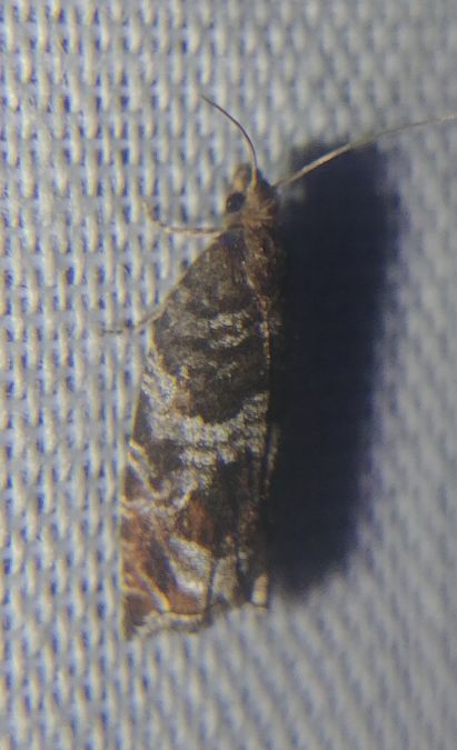 Ancylis achatana 