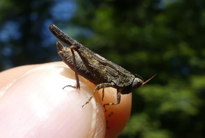 Tétrix riverain  - Bufo Fizesan (Bufo)