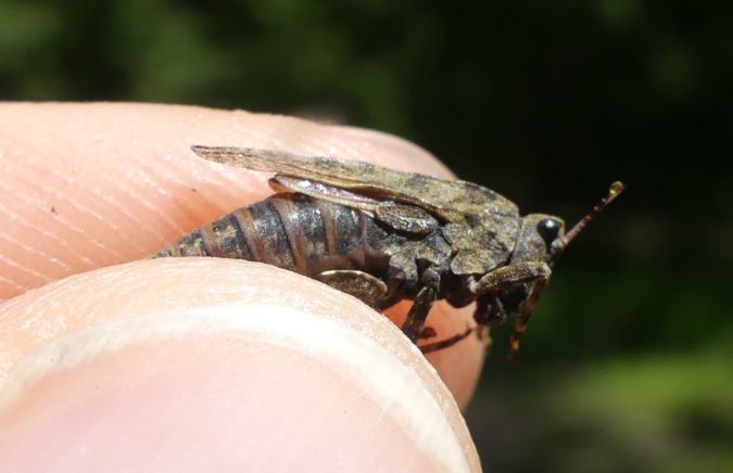 Tétrix commun  - Bufo Fizesan (Bufo)