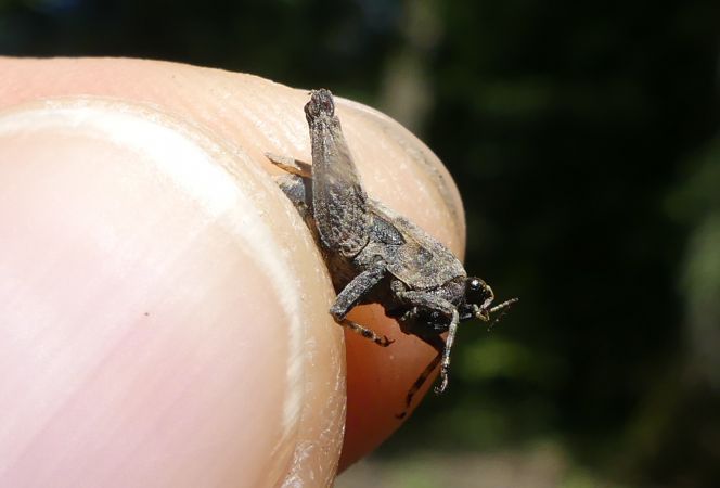 Tétrix commun  - Bufo Fizesan (Bufo)