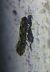 Niditinea fuscella 
