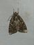 Apterogenum ypsillon 