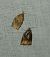 Archips podana 