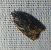 Acleris umbrana 