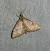 Anania verbascalis 