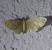 Eupithecia haworthiata 
