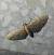 Eupithecia haworthiata 
