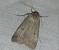 Lygephila craccae 