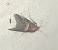 Acrobasis marmorea 