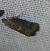 Acrobasis marmorea 