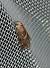 Acrobasis marmorea 