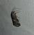 Acrobasis marmorea 
