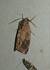 Cosmia pyralina 