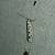 Ethmia dodecea 