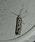 Ethmia dodecea 