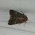 Lacanobia aliena 