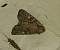 Lacanobia aliena 