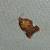 Acleris holmiana 