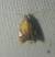 Acleris holmiana 