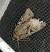 Apterogenum ypsillon 
