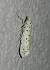 Yponomeuta sp. 