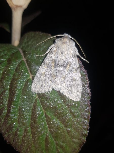 Polymixis rufocincta  - Thomas Lux