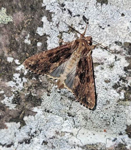 Apamea monoglypha  - Thomas Lux