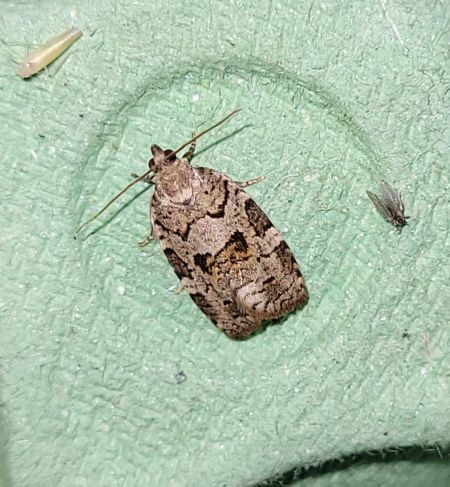 Dichelia histrionana  - Thomas Lux