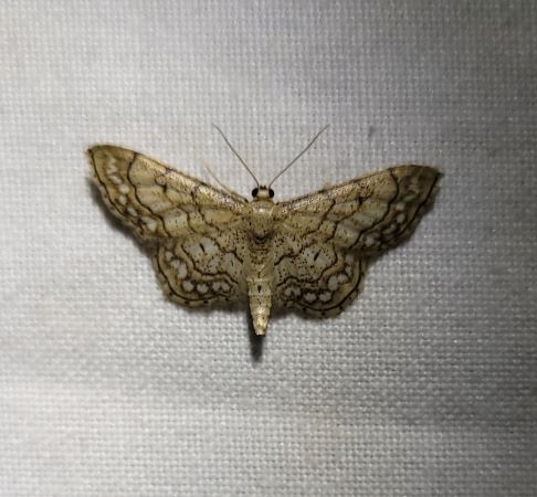 Idaea moniliata  - Thomas Lux