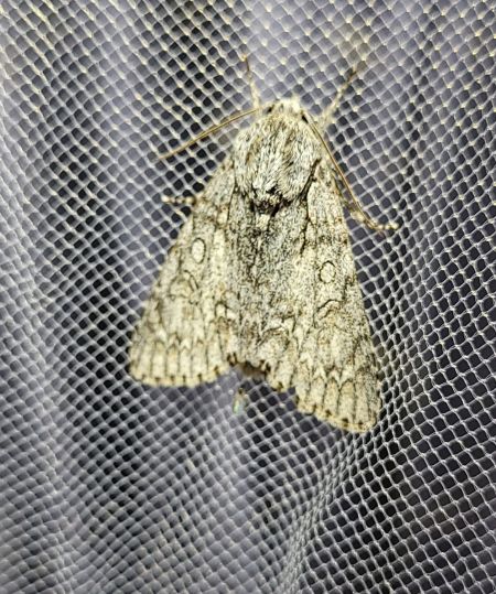 Acronicta aceris  - Thomas Lux