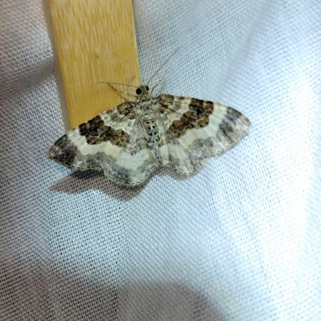 Epirrhoe rivata  - Thomas Lux