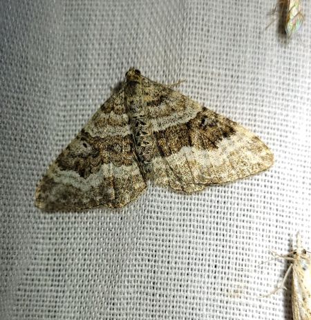 Epirrhoe molluginata  - Thomas Lux
