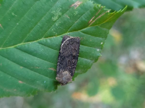 Euxoa nigricans  - Thomas Lux