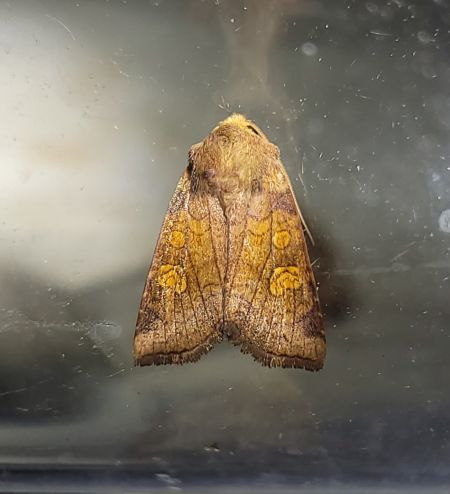 Amphipoea sp.  - Thomas Lux