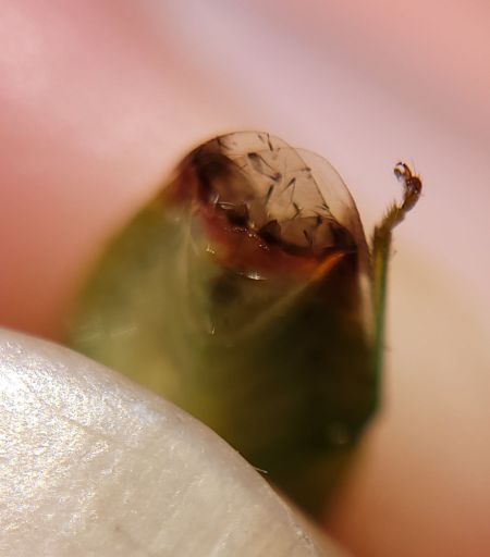 Elasmostethus minor  - Thomas Lux