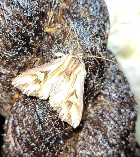 Actinotia polyodon  - Thomas Lux