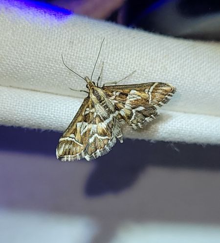 Diasemia reticularis  - Thomas Lux