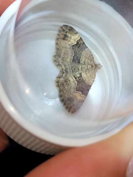 Xanthorhoe biriviata  - Thomas Lux