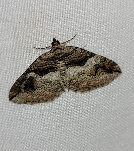 Pareulype berberata  - Thomas Lux