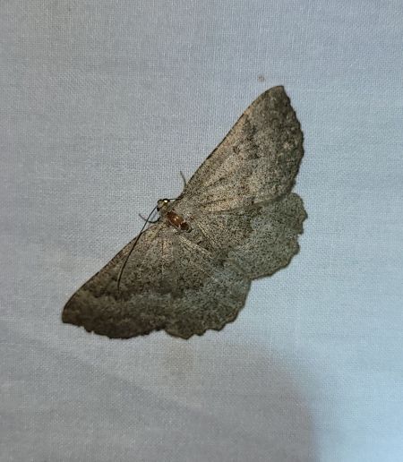 Gnophos furvata  - Thomas Lux