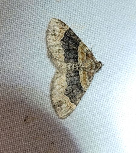 Xanthorhoe ferrugata  - Thomas Lux