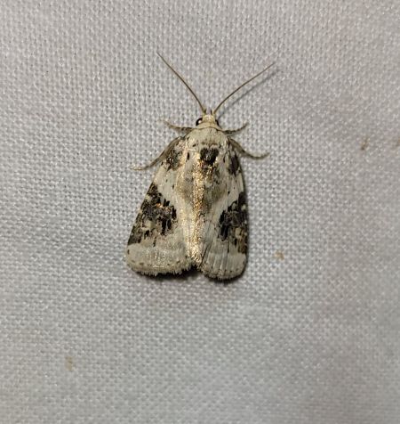 Pseudeustrotia candidula  - Thomas Lux