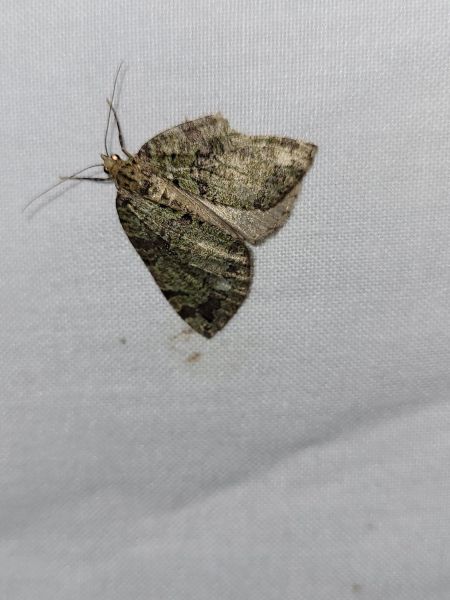 Hydriomena furcata  - Thomas Lux